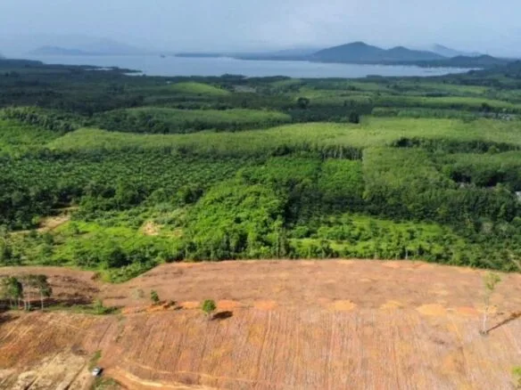 Prime 49-Rai Development Land in Takua Thung, Phang Nga – Exceptional Value
