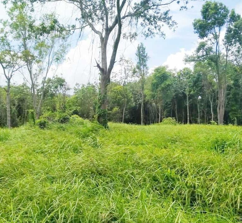 Prime Land for Sale in Layan, Phuket – Exceptional Investment Opportunity with Mountain Views