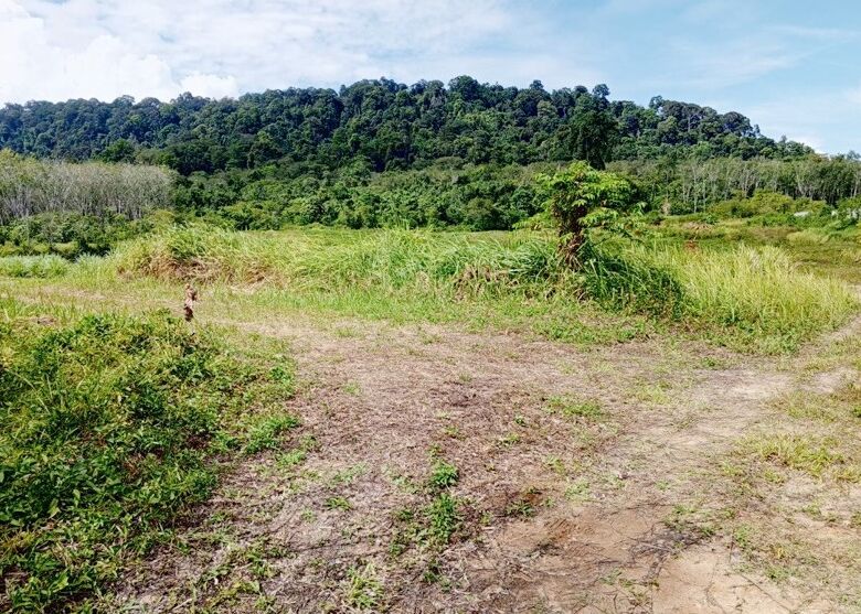 Prime 93 Rai Land for Sale in Thalang, Phuket – Rare Investment Opportunity with Mountain Views