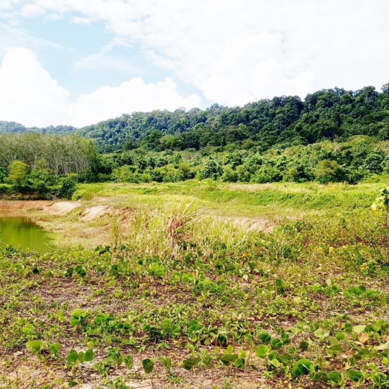 Prime 93 Rai Land for Sale in Thalang, Phuket – Rare Investment Opportunity with Mountain Views