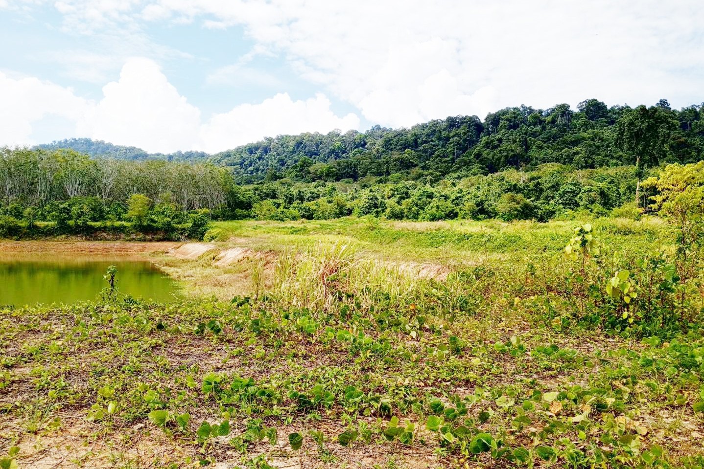 Prime 93 Rai Land for Sale in Thalang, Phuket – Rare Investment Opportunity with Mountain Views