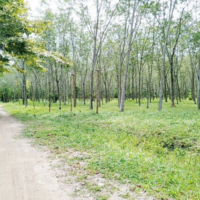 Prime 93 Rai Land for Sale in Thalang, Phuket – Rare Investment Opportunity with Mountain Views