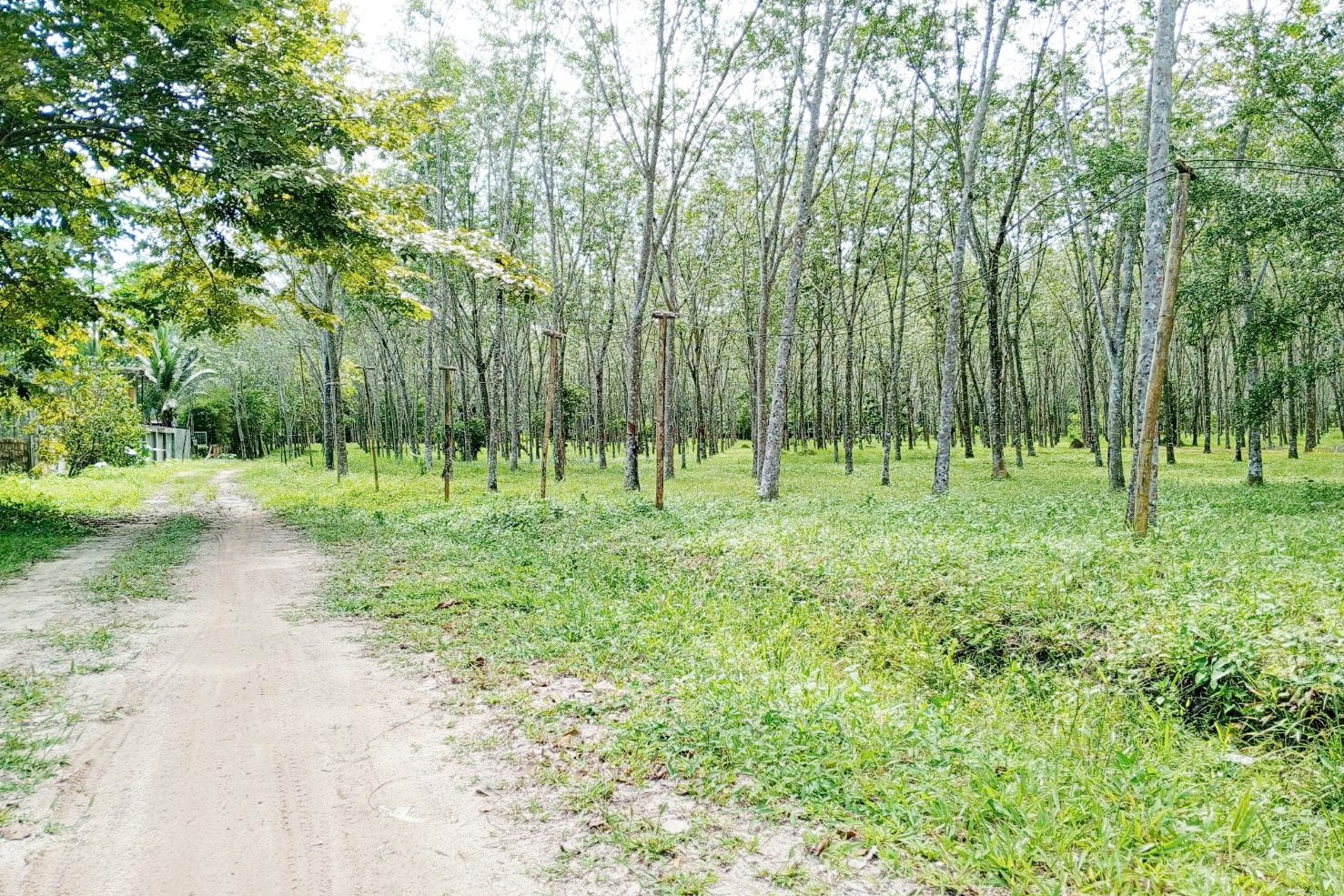 Prime 93 Rai Land for Sale in Thalang, Phuket – Rare Investment Opportunity with Mountain Views