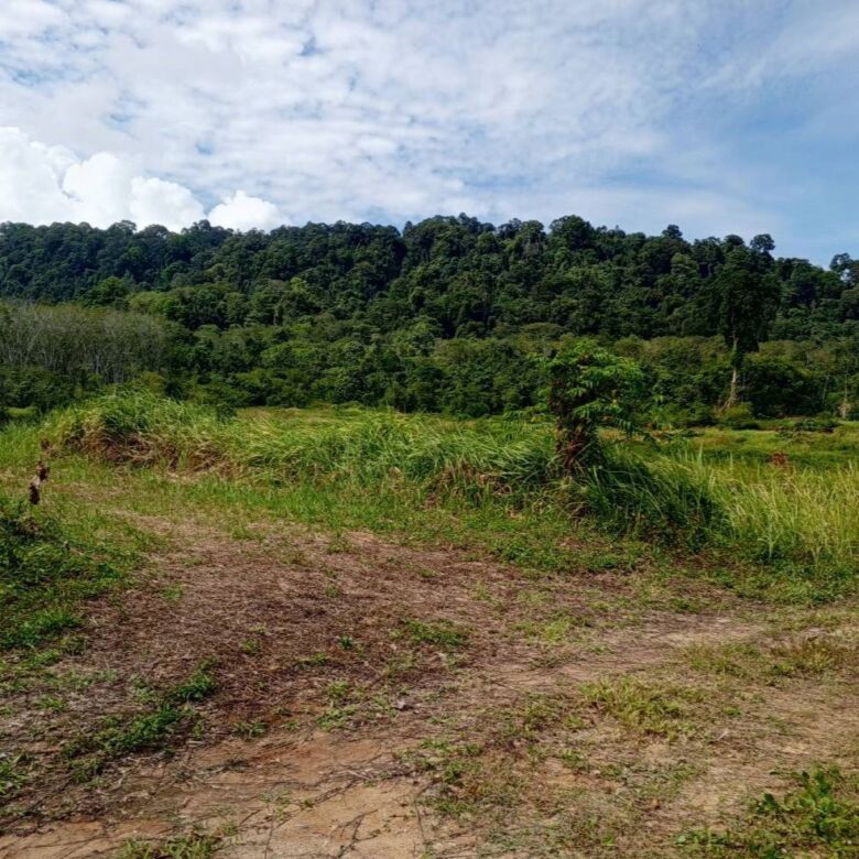 Prime 93 Rai Land for Sale in Thalang, Phuket – Rare Investment Opportunity with Mountain Views