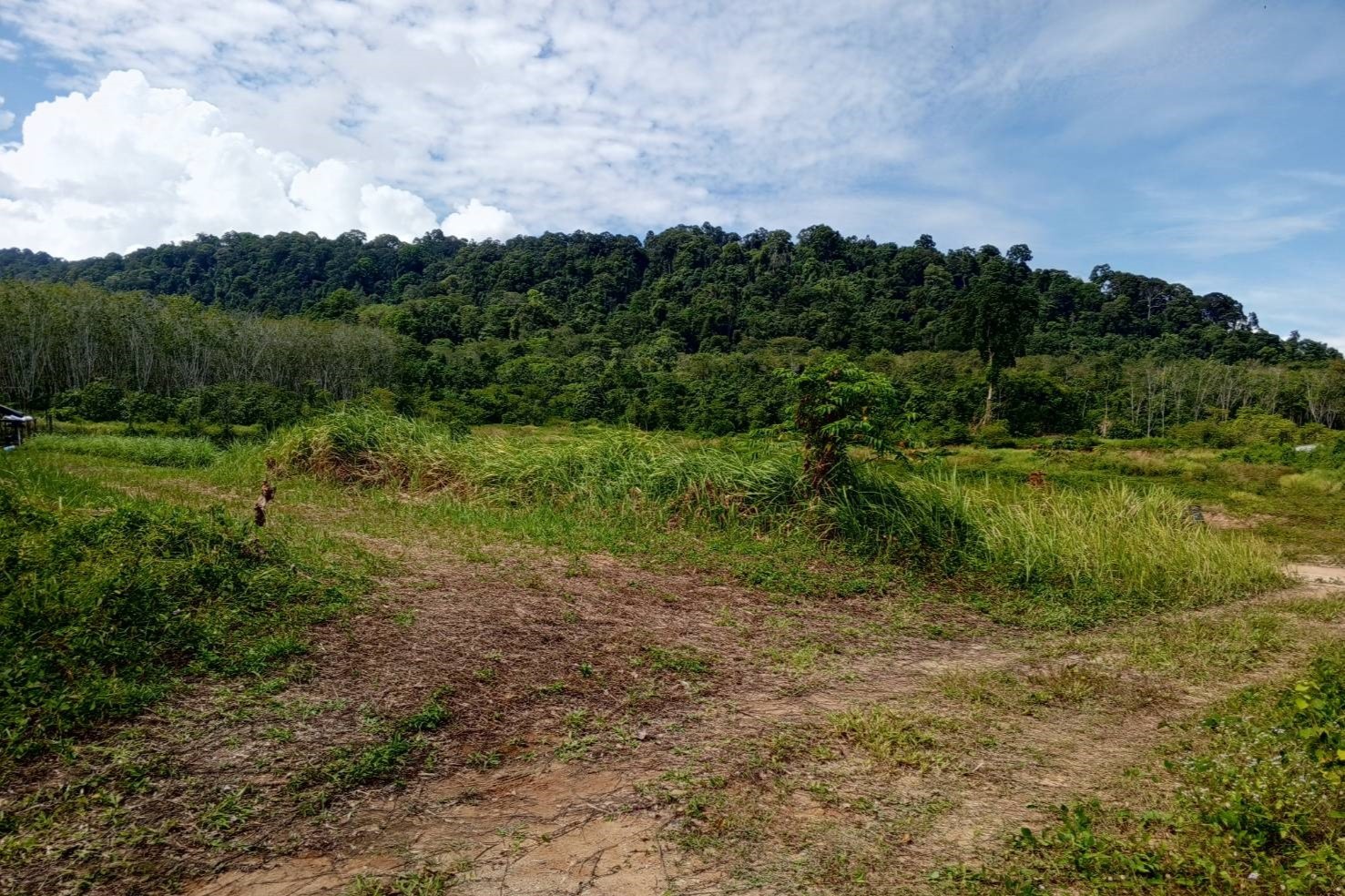 Prime 93 Rai Land for Sale in Thalang, Phuket – Rare Investment Opportunity with Mountain Views