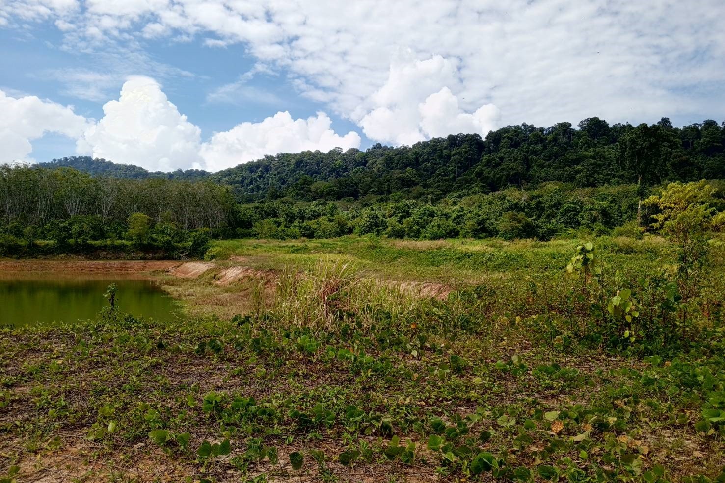 Prime 93 Rai Land for Sale in Thalang, Phuket – Rare Investment Opportunity with Mountain Views