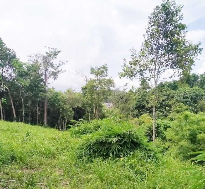 Prime Land for Sale in Layan, Phuket – Exceptional Investment Opportunity with Mountain Views