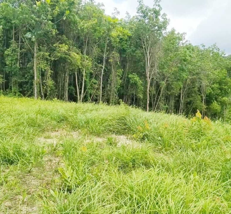 Prime Land for Sale in Layan, Phuket – Exceptional Investment Opportunity with Mountain Views