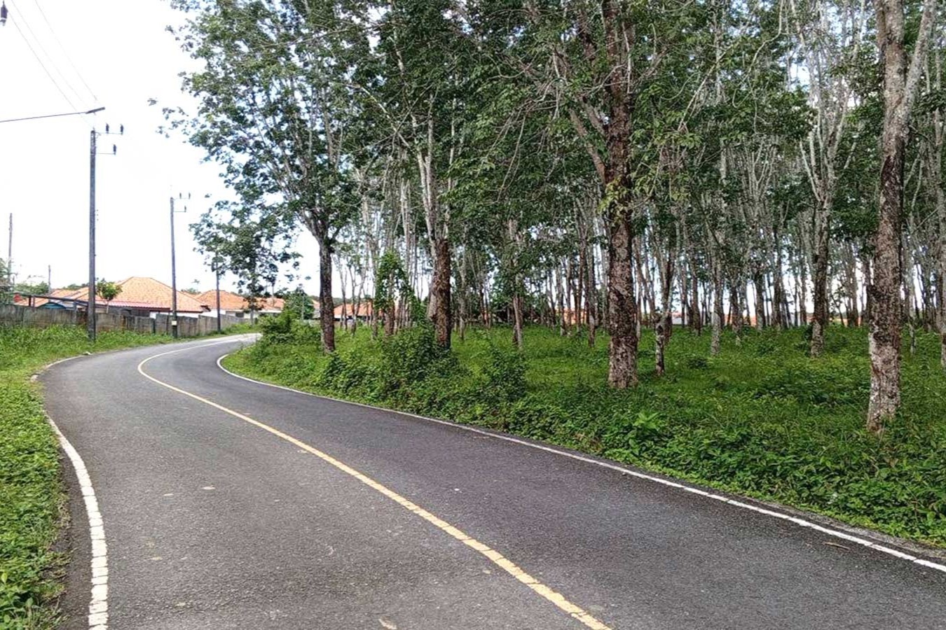 IMG-20251004-WA0035 Prime Development Land for Sale in Thalang, Phuket – 46,300 SQM Near Tonsai Waterfall