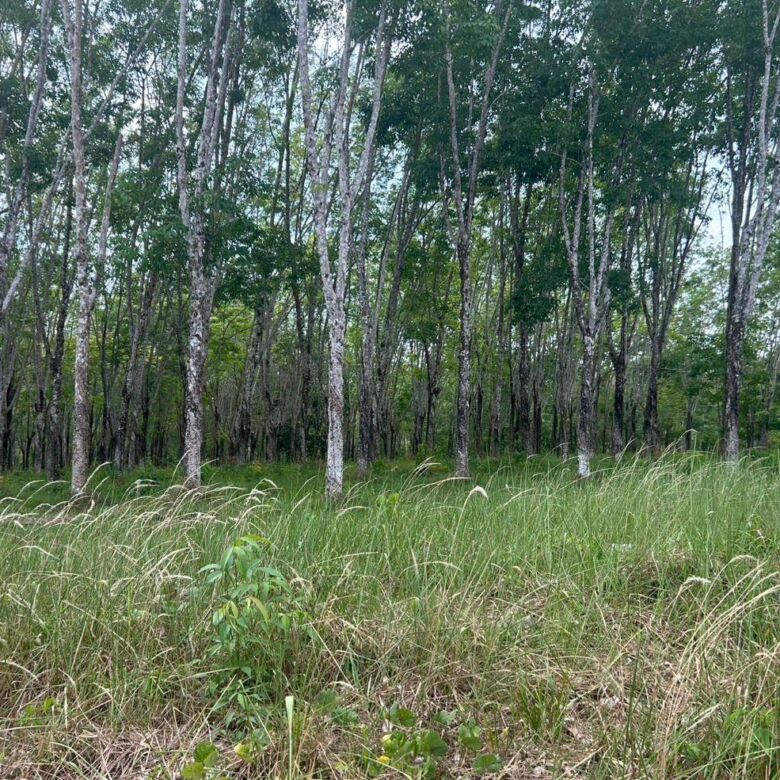 Prime 52 Rai Development Land for Sale in Cape Yamu, Phuket