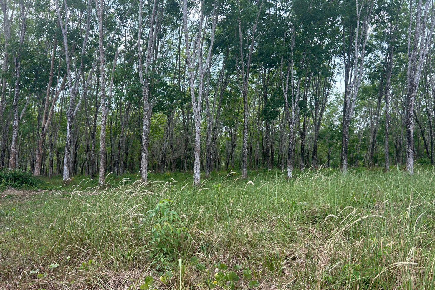 Prime 52 Rai Development Land for Sale in Cape Yamu, Phuket