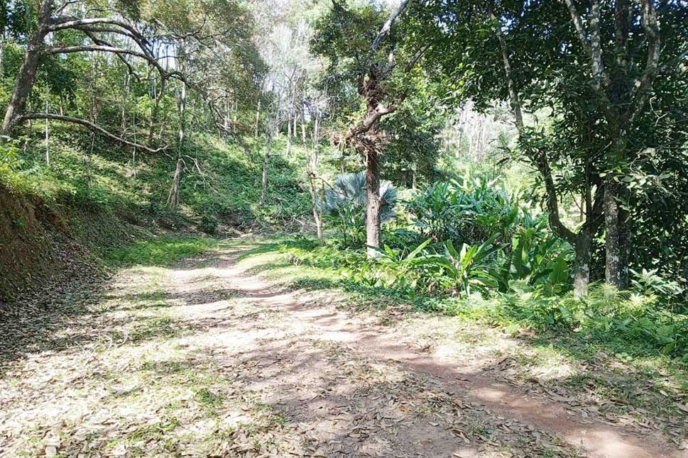 Rare 255 Rai Land for Sale in Phuket – Prime Investment Opportunity in Mueang District