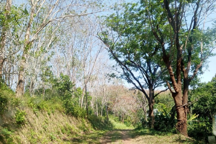 Rare 255 Rai Land for Sale in Phuket – Prime Investment Opportunity in Mueang District