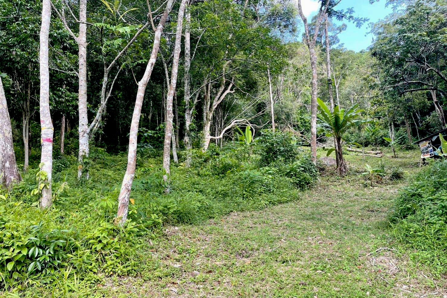 Land for Sale in Kamala, Phuket – 11 Rai with Chanote Title