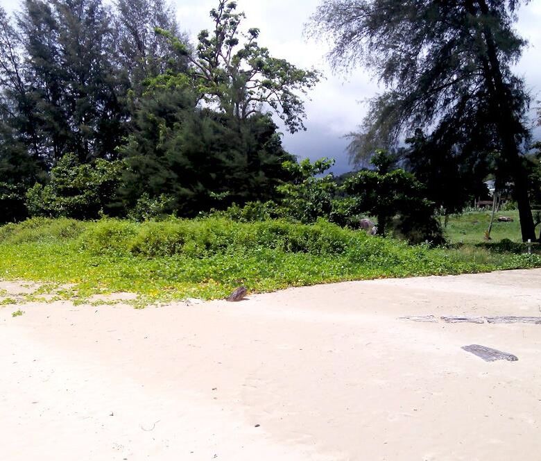 Prime Beachfront Land for Sale in Nai Yang Beach, Phuket: 170 Meters of Andaman Sea Frontage