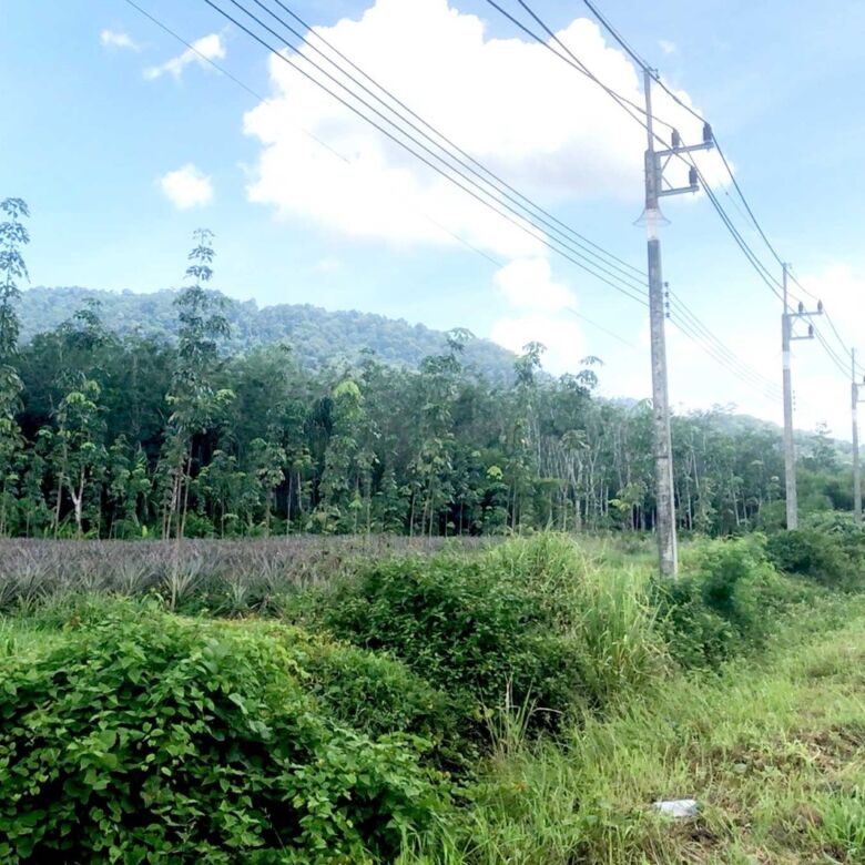 Prime Large-Scale Land for Sale in Paklok, Thalang, Phuket