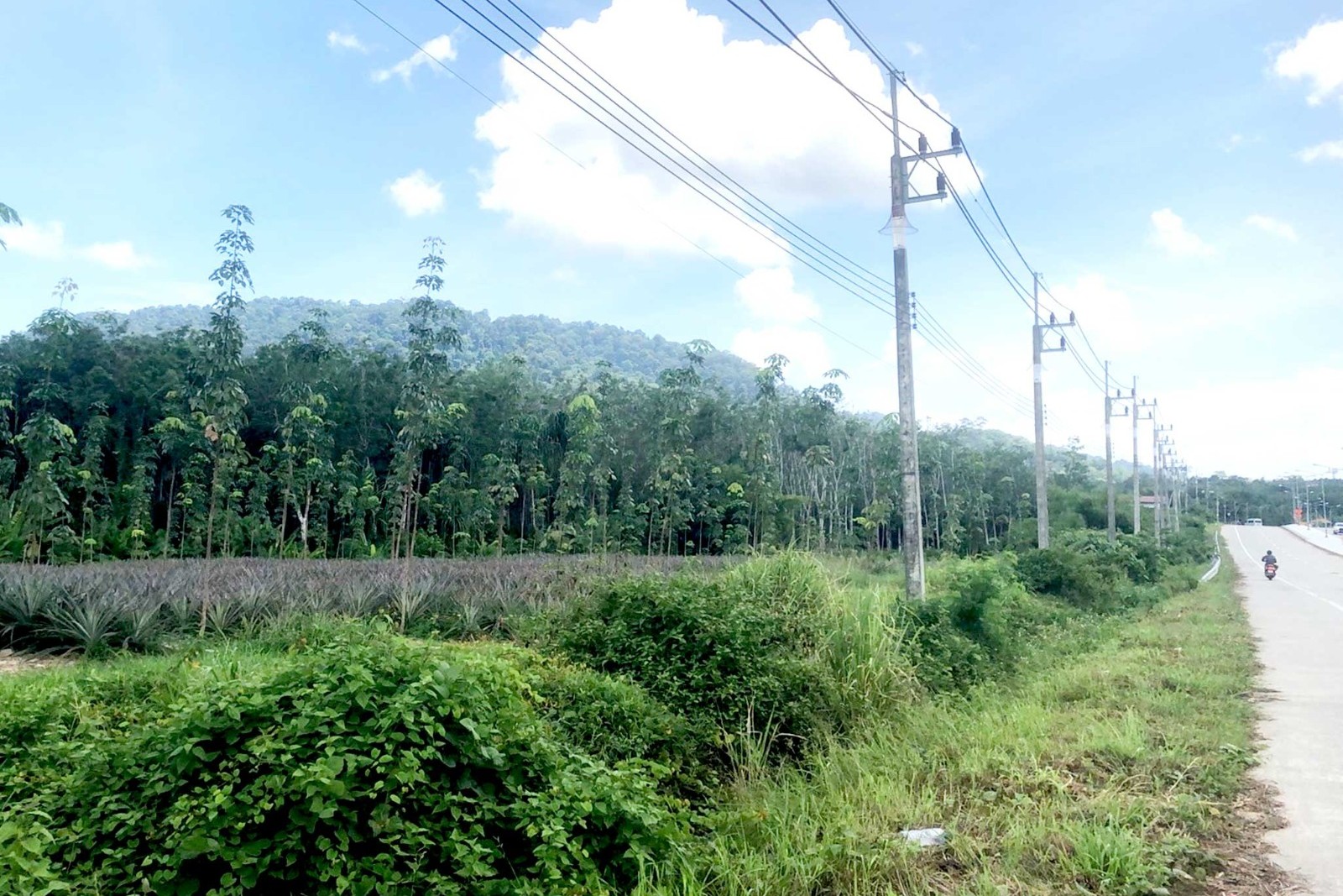 Prime Large-Scale Land for Sale in Paklok, Thalang, Phuket