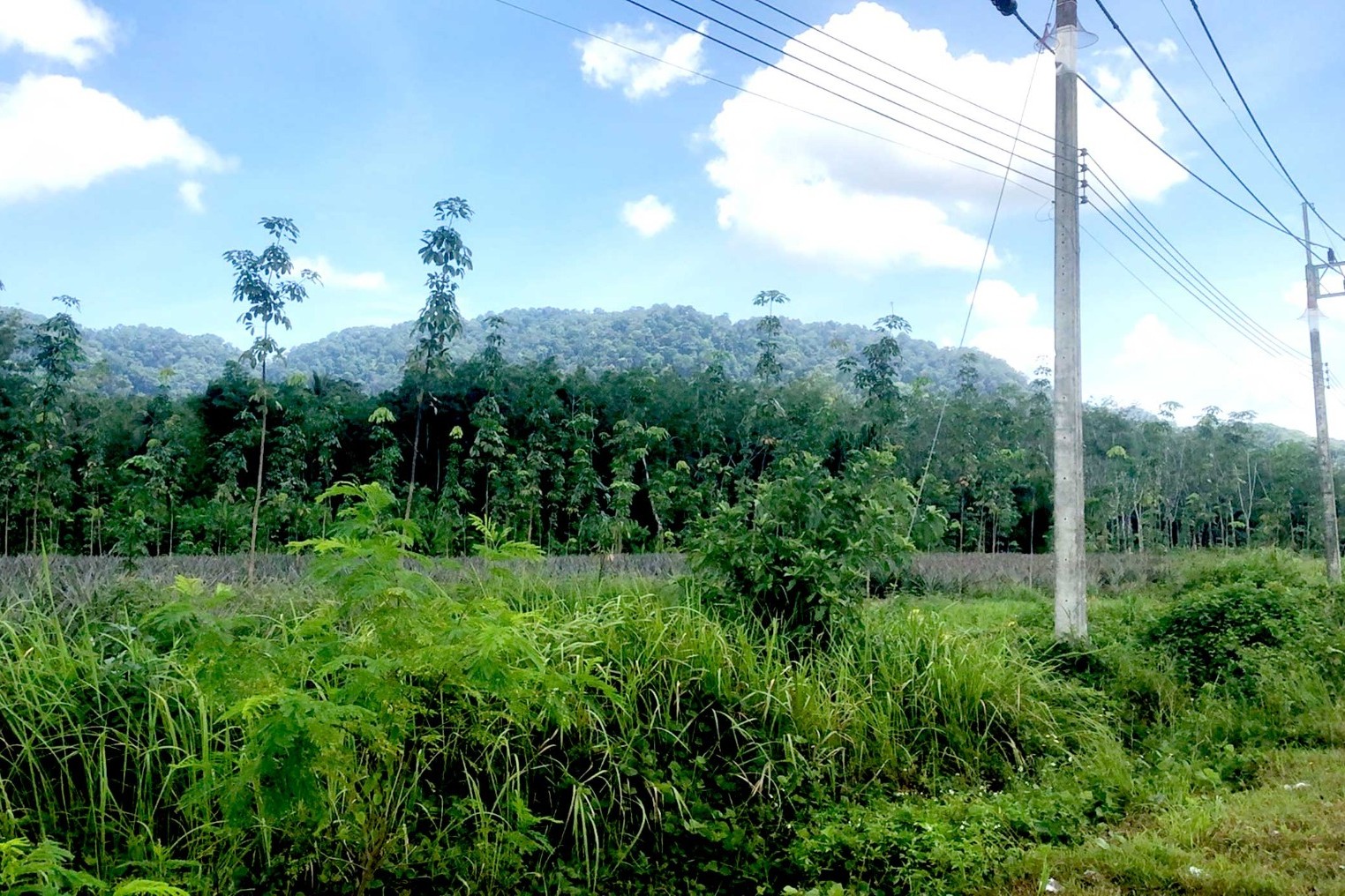 Prime Large-Scale Land for Sale in Paklok, Thalang, Phuket