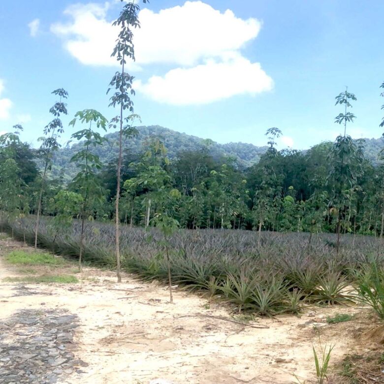 Prime Large-Scale Land for Sale in Paklok, Thalang, Phuket
