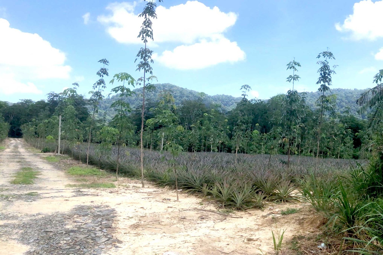 Prime Large-Scale Land for Sale in Paklok, Thalang, Phuket