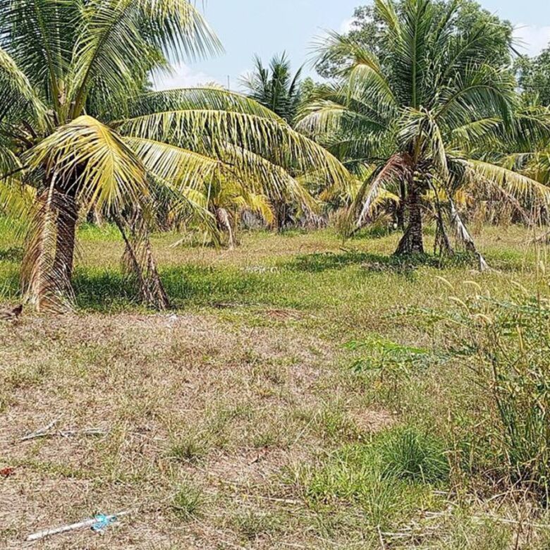 Prime 16 Rai of Land for Sale in Cherng Talay, Phuket — Ideal for Luxury Villa or Resort Development