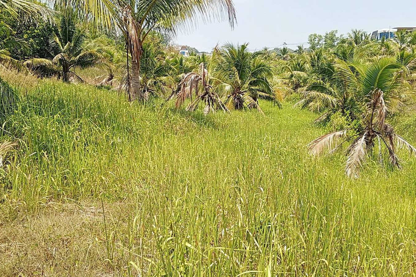WhatsApp Image 2026-09-15 at 11.36.00 (3) Prime 16 Rai of Land for Sale in Cherng Talay, Phuket — Ideal for Luxury Villa or Resort Development