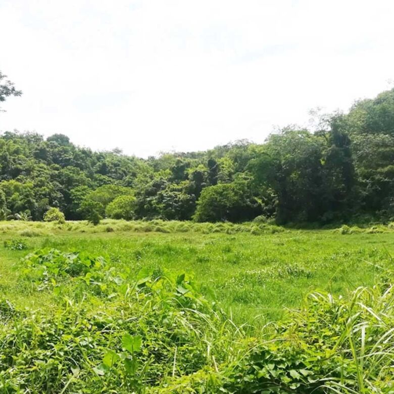 Rare Land for Sale in Layan, Phuket – 39,668 SQM Development Opportunity