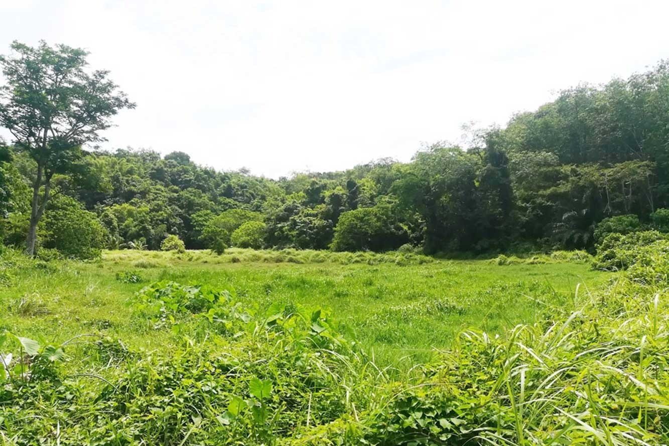 Rare Land for Sale in Layan, Phuket – 39,668 SQM Development Opportunity