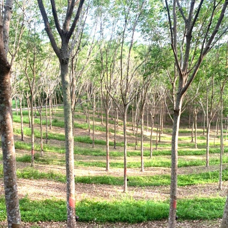 Land for Sale in Layan, Phuket – 10,748 SQM Development Opportunity
