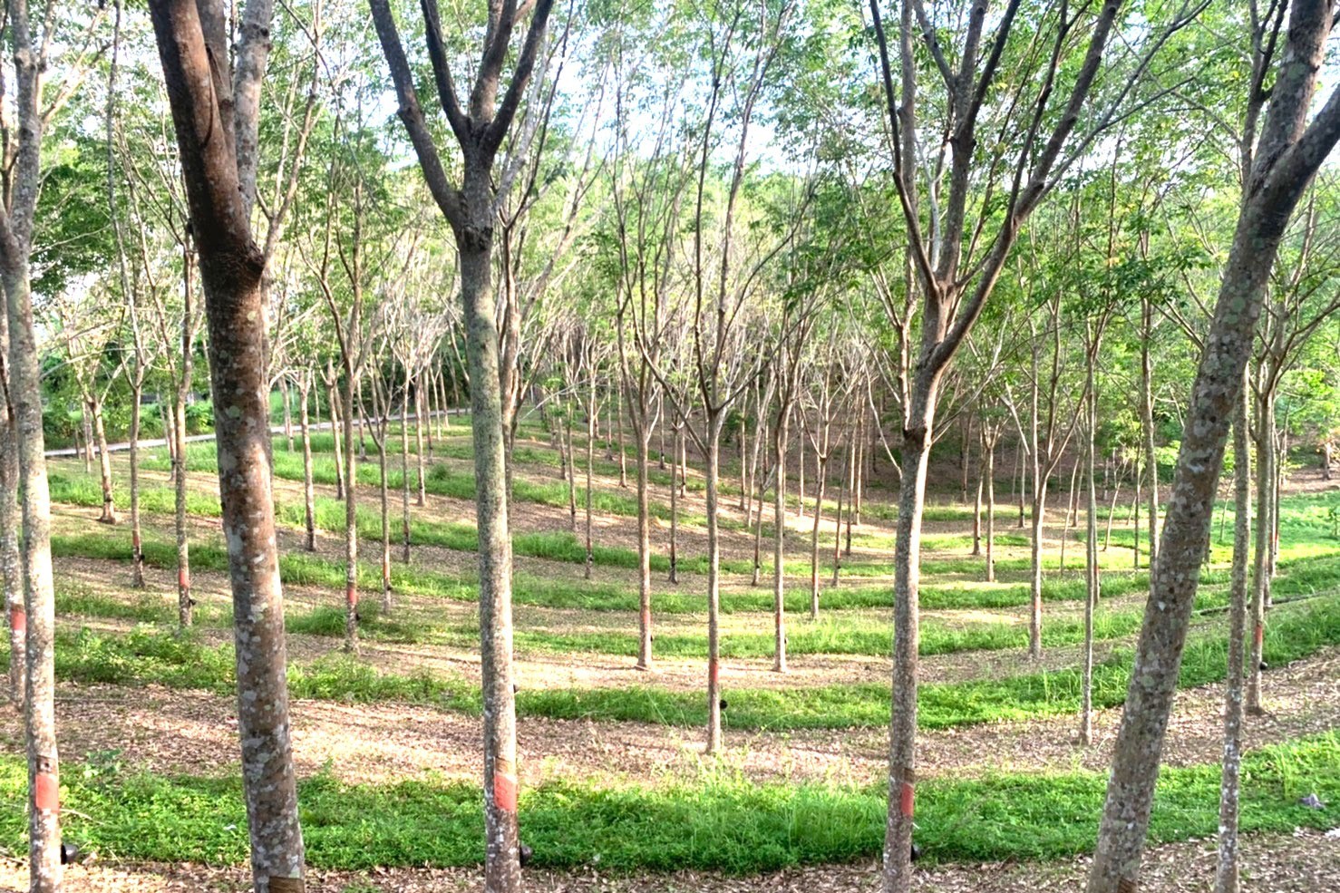 Land for Sale in Layan, Phuket – 10,748 SQM Development Opportunity