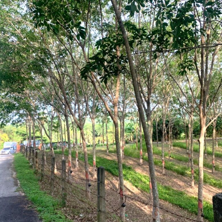 Land for Sale in Layan, Phuket – 10,748 SQM Development Opportunity