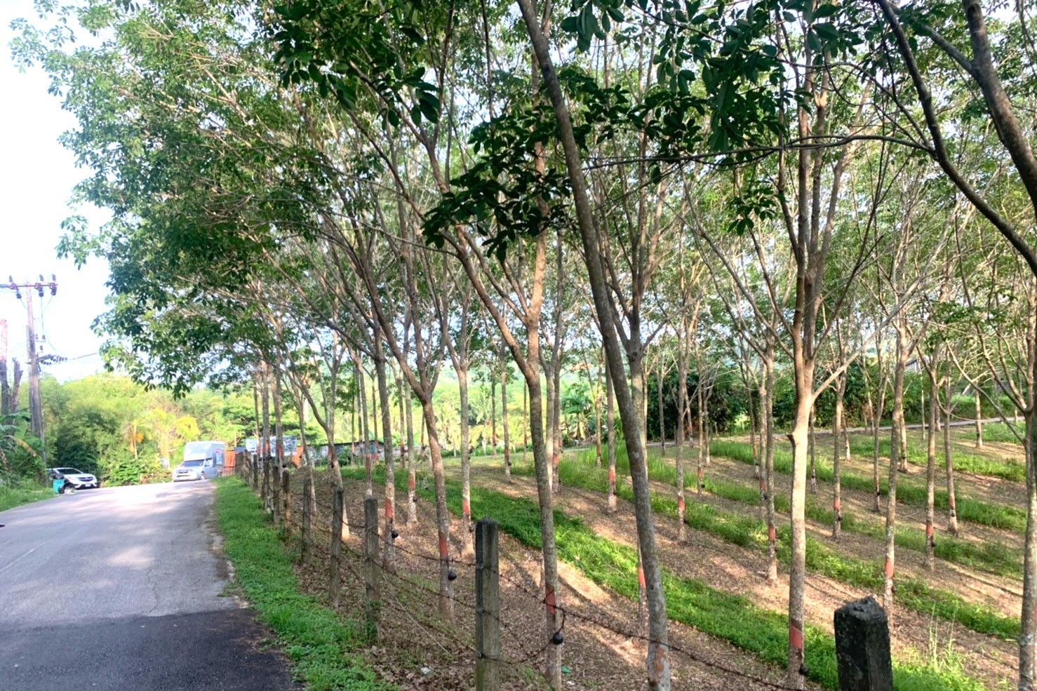 Land for Sale in Layan, Phuket – 10,748 SQM Development Opportunity