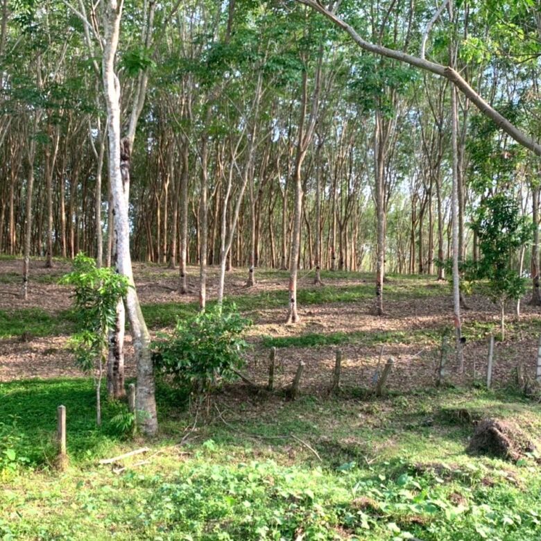 Land for Sale in Layan, Phuket – 10,748 SQM Development Opportunity