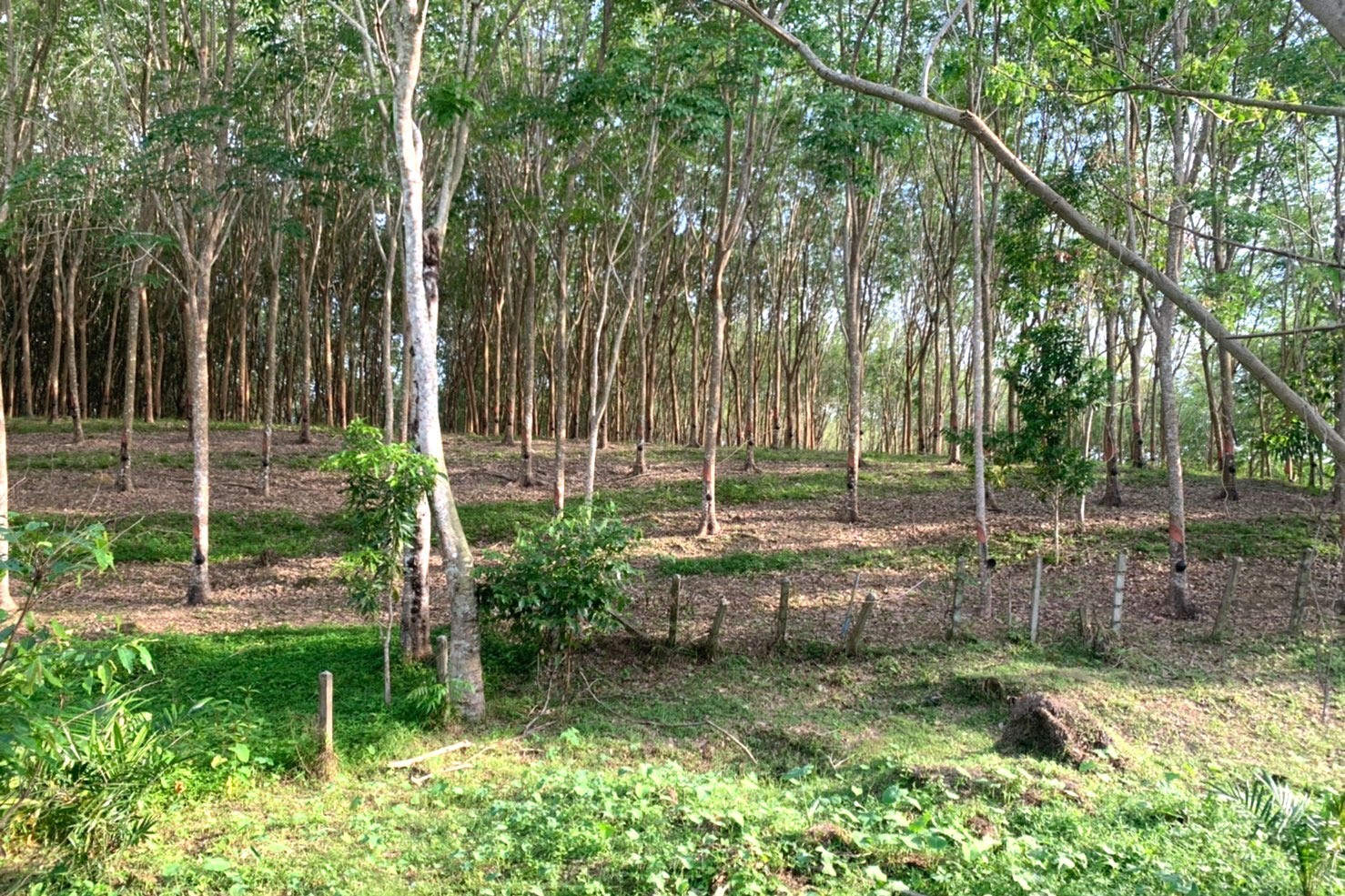 Land for Sale in Layan, Phuket – 10,748 SQM Development Opportunity