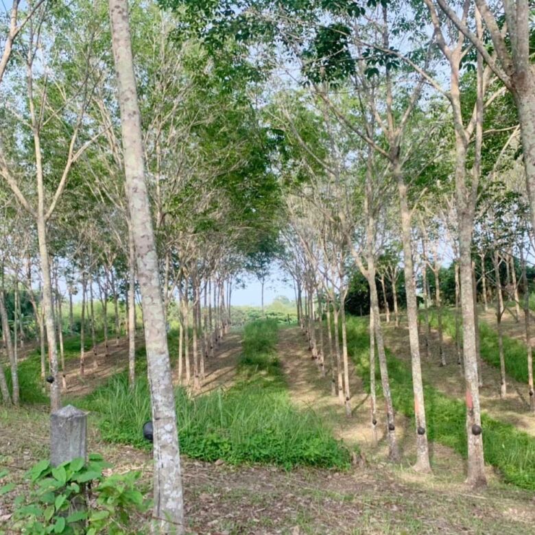 Rare Land for Sale in Layan, Phuket – 7 Rai for Luxury Residential Development