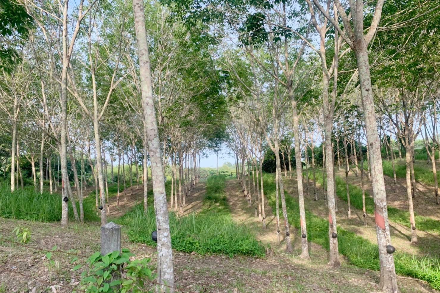 Rare Land for Sale in Layan, Phuket – 7 Rai for Luxury Residential Development