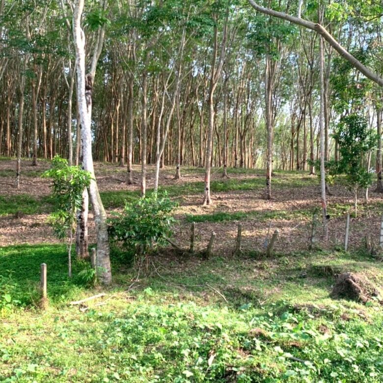Rare Land for Sale in Layan, Phuket – 7 Rai for Luxury Residential Development