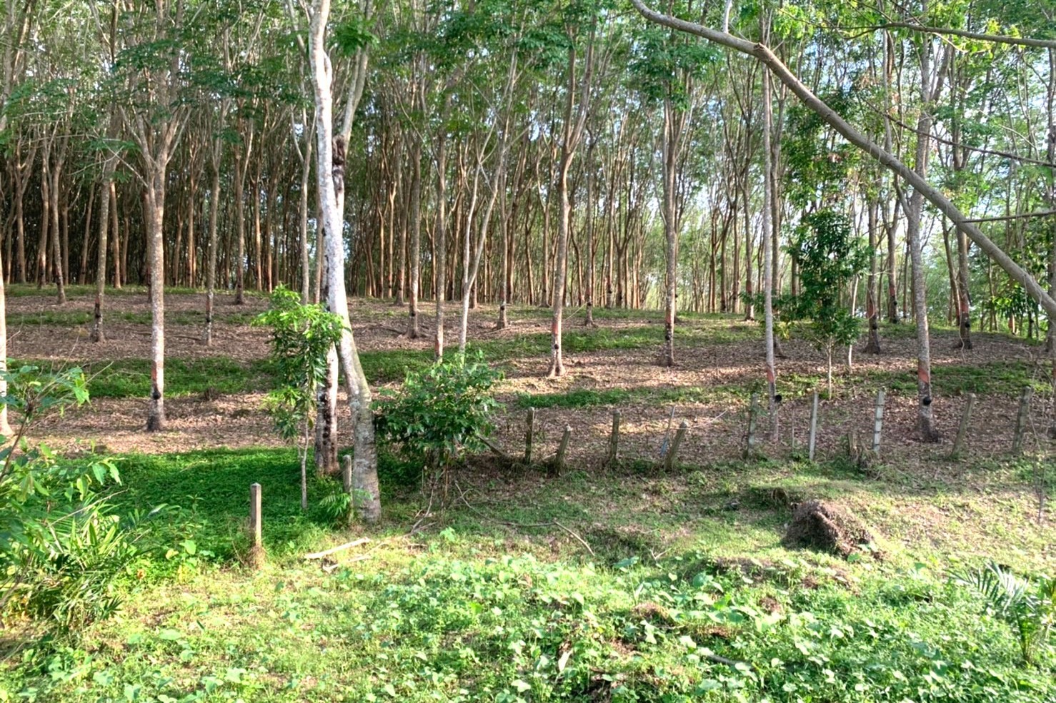 Rare Land for Sale in Layan, Phuket – 7 Rai for Luxury Residential Development